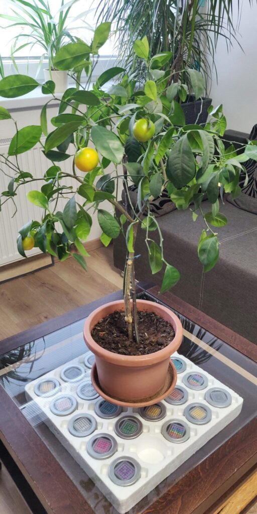 Magnetismus Einfluss auf Blumen